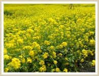  남지 낙동강유채꽃 축제에서 - 자유게시판 - 동진노인복지센터 ﻿﻿ 남지 낙동강유채꽃 축제에서