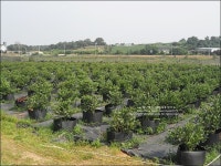 블루베리 체험농장 평택 뜰안에 블루베리