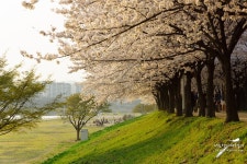 오늘의유머 - 대구의 벚꽃 명소 - 동촌유원지 대구의 벚꽃 명소 - 동촌유원지