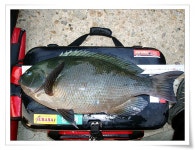 벌써 영등철이 온듯..