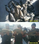 바다낚시 > 점주선장조황 > 대물감시 5짜.4짜 무더기조황(안골해성호) 대물감시 5짜4짜 무더기조황안골해성호
