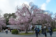 극스압2014년도여행기 오사카와 주변소도시 여행