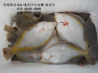 (東)동해조황 - 왕대구낚시 조황보고 토, 일요일엔 나도한번 개인출조 가보자, 서울에서 가까운바다 속초 양양 대선단배낚시