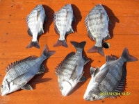 감성돔/카고/조황