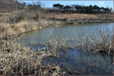 (연하곡지)바람따라 구름따라 566회 :: 토종붕어를 사랑하는 사람들