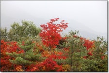10월산행 안내 전라북도 무주군 설천면 삼공리 덕유산(1614m) - ‥― 정기산행 공지/신청 - 용인 산악회 10월산행 안내 전라북도 무주군... 