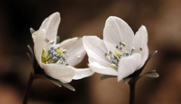 변산바람꽃 - 토종씨앗방 - 보물섬 농장 변산바람꽃