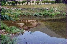 (지촌지)바람따라 구름따라 679회 :: 토종붕어를 사랑하는 사람들