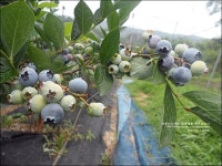공주여행 베리베리팜 블루베리농장 체험하고 용문서원 구경