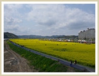 남지 낙동강유채꽃 축제에서 - 자유게시판 - 동진노인복지센터 ﻿﻿ 남지 낙동강유채꽃 축제에서
