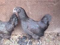 아름다운 오골계 - 동물,기타 갤러리