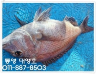 대영호]생활낚시 참돔 많이 됩니다!!