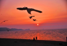 소나무숲 바다길 - ◈ 이쁜 이미지 ◈ - 코스모스화원 소나무숲 바다길