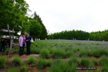 北海道(북해도)여행3일: 富良野(후라노) FARM 富田(팜 토미타) | 여행... 富良野(후라노) FARM 富田(팜 토미타) | 여행 행사 풍경 사진 갤러리