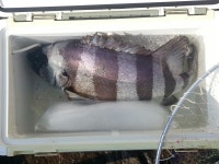 고흥권 돌돔(57cm),참돔들..