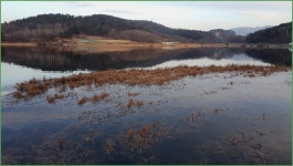 ( 새못 )바람따라 구름따라 786회 :: 토종붕어를 사랑하는 사람들