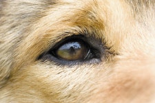 오수몬스터즈 사회인야구단 | 오수개 지정서 - Daum 카페 오수개 지정서