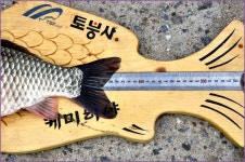 (장안지)바람따라 구름따라 594회 :: 토종붕어를 사랑하는 사람들