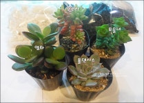 노비타 문화산책 유리병 속 작은 정원꾸미기 테라리움 클래스에서 봄을 만나고 왔어요.