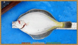 (東)동해조황 - ,,엑스포호,,참가자미낚시배, 오늘 바람과 파도가 없는데 조류가 세게 흘려 만족한 조황은 아닙니다.