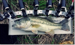 애도 (哀悼) :: 토종붕어를 사랑하는 사람들