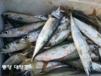 대영호]주말조항~돌돔도 얼굴 비추네요!!