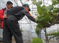 송산포도 체험농장 솔뫼농원에 놀러가다
