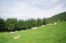 외방커뮤니티 > 사진방 > [k-x] 강원도 양떼목장을 다녀왔다요! 양 구경 오시오~ㅋㅋ