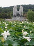 [부여여행] 100만 송이 연꽃 피면 야(夜)한 공연 하는 궁남지 | 네이트 판  [부여여행] 100만 송이 연꽃 피면 야(夜)한 공연 하는 궁남지 | 네이트 판