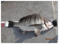 왕낚시 어제 감시카고 조황 왕낚시 어제 감시카고 조황