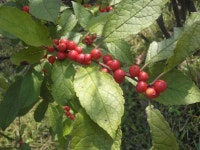 붉은 낙상홍 열매 참 곱죠? (홍릉수목원에서~~) 붉은 낙상홍 열매 참 곱죠? (홍릉수목원에서~~) 