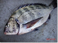 욕지권] 5짜,4짜 감성돔..K무니왕창 구경하이송~~