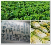 창업투어 ▶소자본창업,쇼핑몰,마케팅,교육,도매유통의 모든것 | [절임배추]~춘정마을 해남절임배추 추천합니다~! - Daum 카페 [절임배추]... 