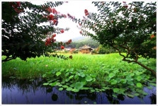 백일홍의 유혹 - 🌴여행 📷 사진 갤러리 - 💜산야와 한울타리💜 백일홍의 유혹