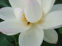 사투-먹고 먹히는 먹이사슬 (거미와 잠자리) ::: 82cook.com