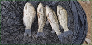 바람따라 구름따라 934회( 고내곡지) :: 토종붕어를 사랑하는 사람들