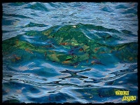 아쿠아]7.16(화) 욕지권 물반고기반^^