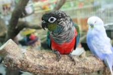 [앵무] 10월 23일. 날새카페 참여<>버드스쿨 과림 저수지 정모 - 동물,기타 갤러리