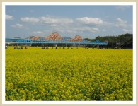  남지 낙동강유채꽃 축제에서 - 자유게시판 - 동진노인복지센터 ﻿﻿ 남지 낙동강유채꽃 축제에서