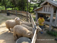 ★귀여운 동물들과 미니양떼목장을 만날 수 있는 일영 허브랜드★ 2부입니다~~~~