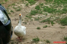 팜파티,팜웨딩 - 여주 지역 추천맛집 은아목장 후기
