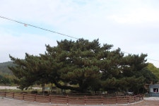 충남고 18회 동문회 | 장흥 천관산 등산(영월정~장천재~금강굴~환희대~구룡봉~연대봉~양근암~장안사~효자송~주차장/20161112) 코스 - Daum 카페... 