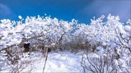 여행기 - 태백산, 눈꽃에 취했던 날