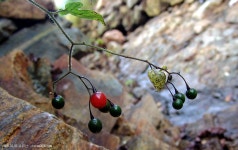 산행기 - 행경매기산, 피난봉, 출세봉, 소리산 - 경기 양평군 단월면 2009.10.01