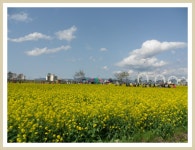  남지 낙동강유채꽃 축제에서 - 자유게시판 - 동진노인복지센터 ﻿﻿ 남지 낙동강유채꽃 축제에서