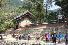 여행후기>알림마당>영광군 문화관광 불갑사 상사화