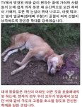 동물을 왜 패냐 시1발놈아...학대 당한 황구 찐자 최근모습 - 플래쉬 갤러리