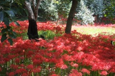 여행후기>알림마당>영광군 문화관광 불갑사 상사화