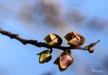 ♣ 이동활의 음악정원 ♣ | 포포나무 [pawpaw] 꽃를 보셨나요? 그리고 신나는 음악 하나... - Daum 카페 ﻿포포나무 [pawpaw] 꽃를 보셨나요?... 