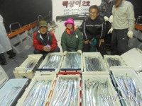 갈치조황++ - [대구오기피싱] 출조 다녀왔습니다. 씨알 좋은 놈들만 올라왔습니다! 1타10피까지 활발하게 물고 올라왔습니다^^ 19일 수요일... 